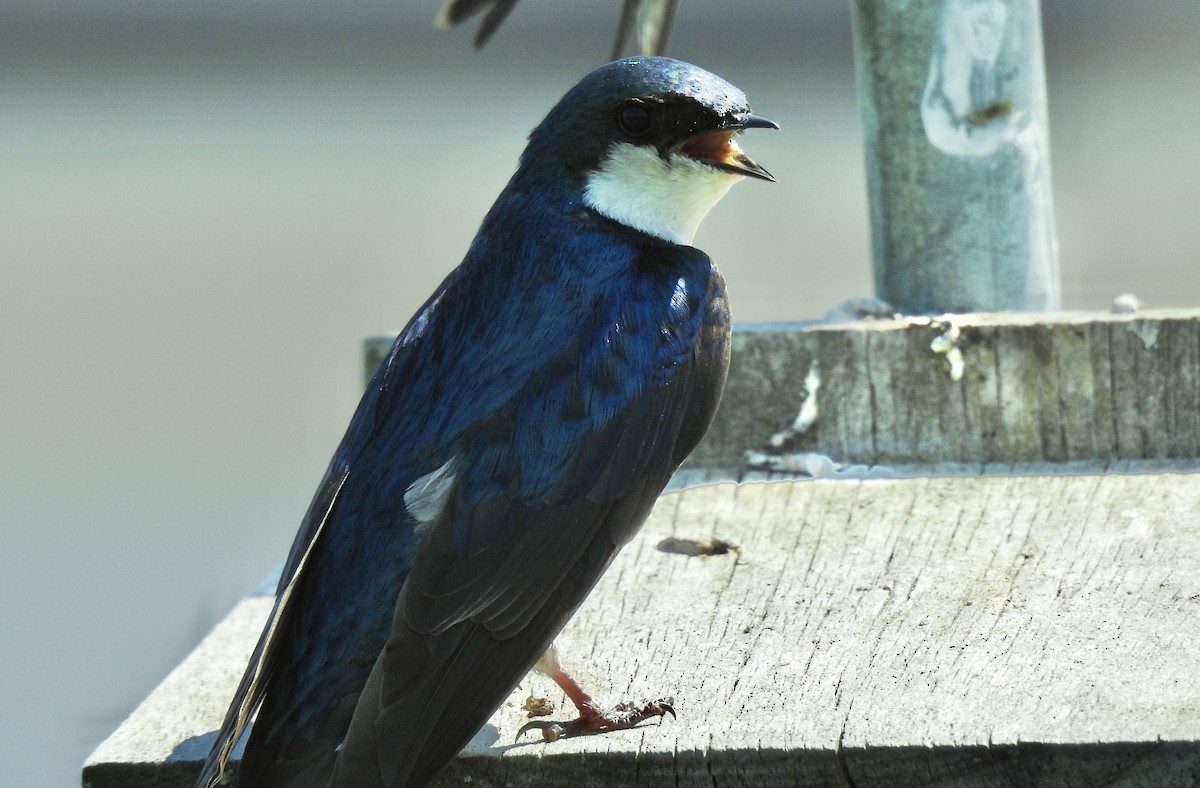 Tree Swallow - ML346008361