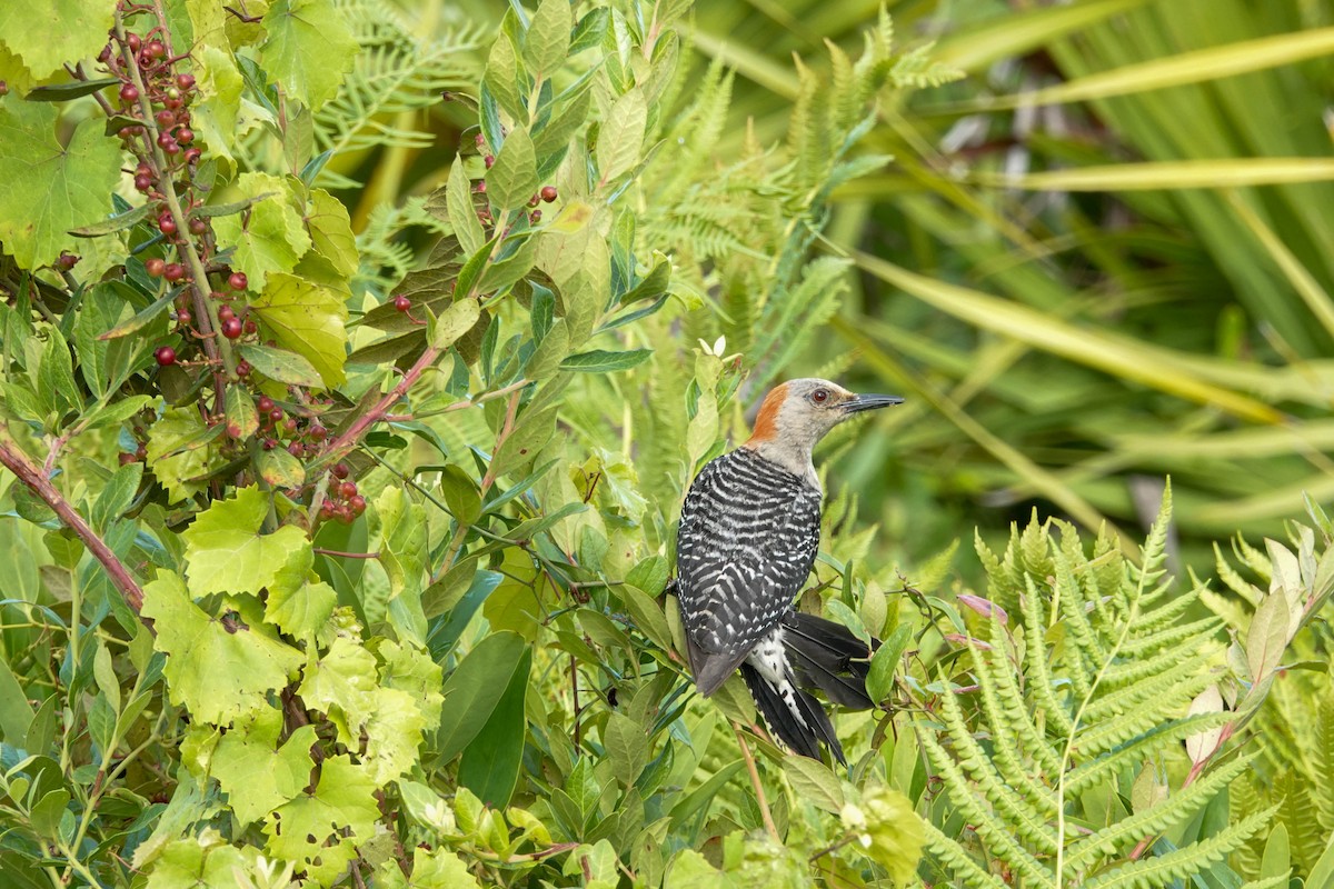 Red-bellied Woodpecker - ML346008731