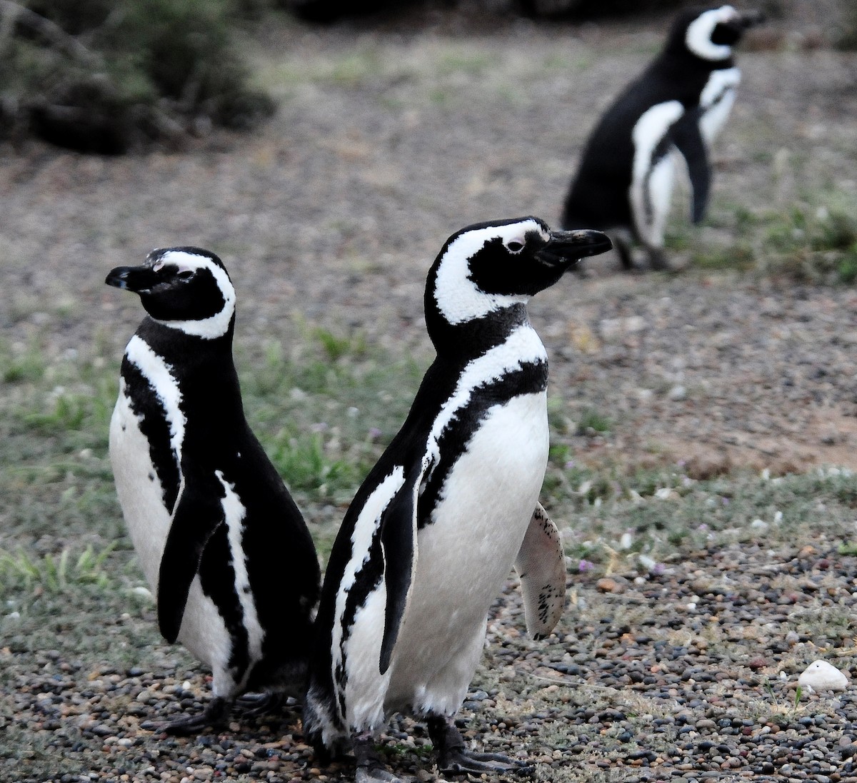 Magellanic Penguin - ML34601111