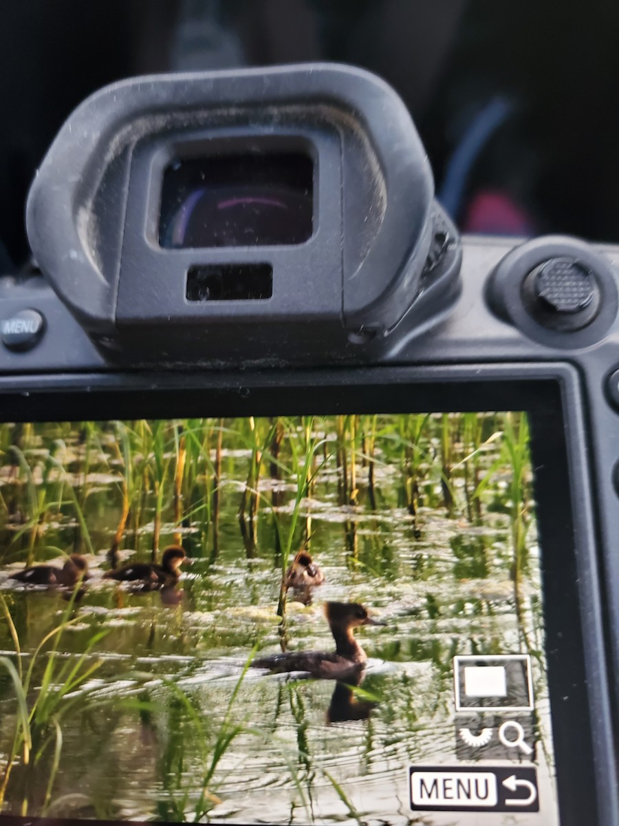 Hooded Merganser - Karen Kader