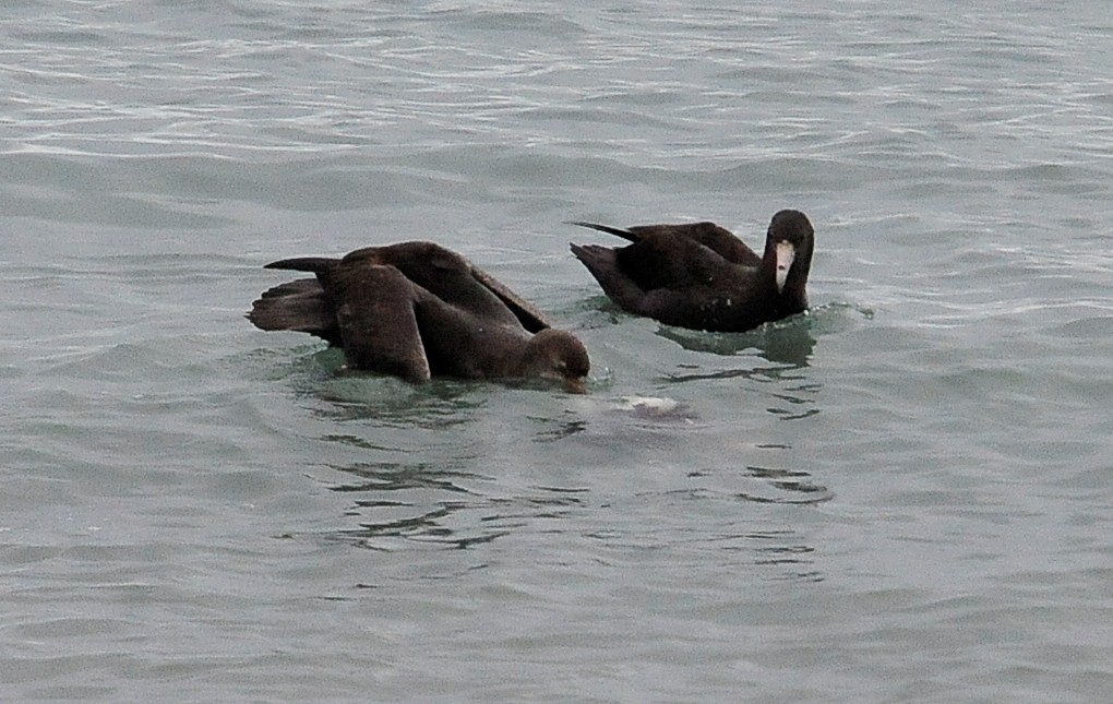 Southern Giant-Petrel - ML34601171