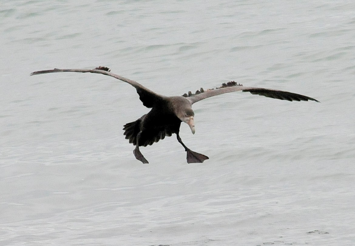 Southern Giant-Petrel - ML34601191