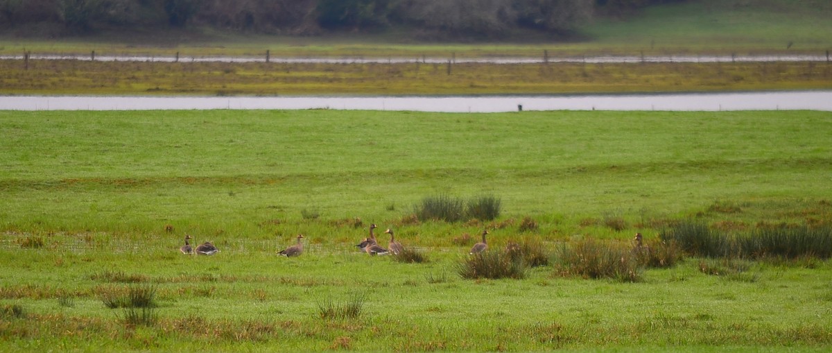 Greater White-fronted Goose - ML34601281