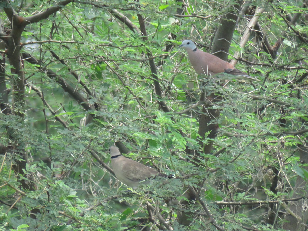 Red Collared-Dove - ML346014011