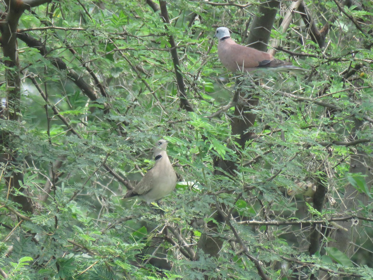 Red Collared-Dove - ML346014041