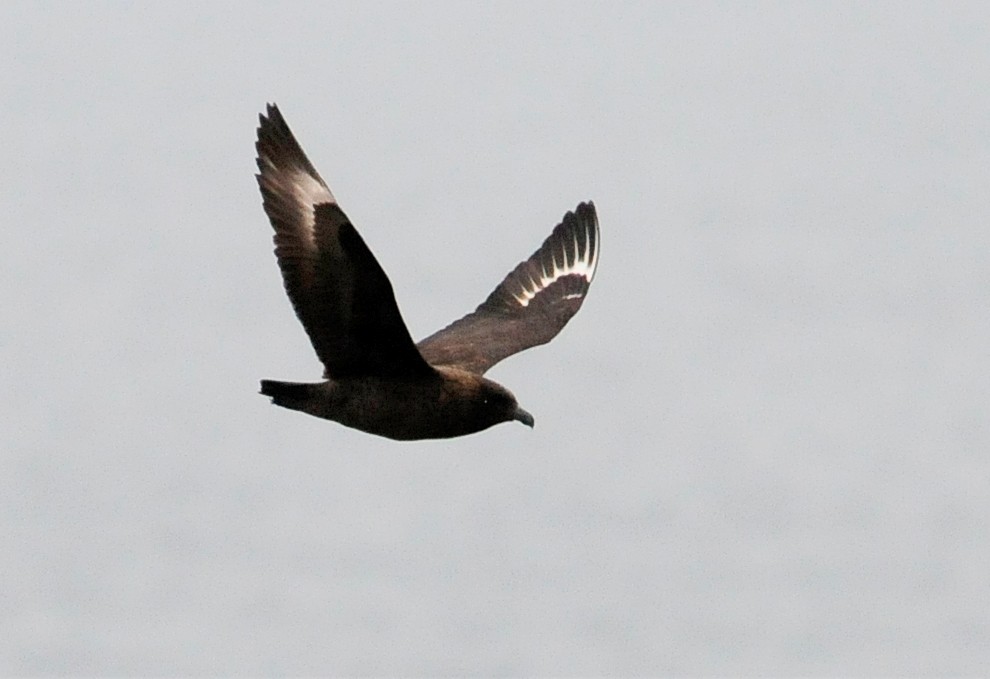 Brown Skua - ML34601441