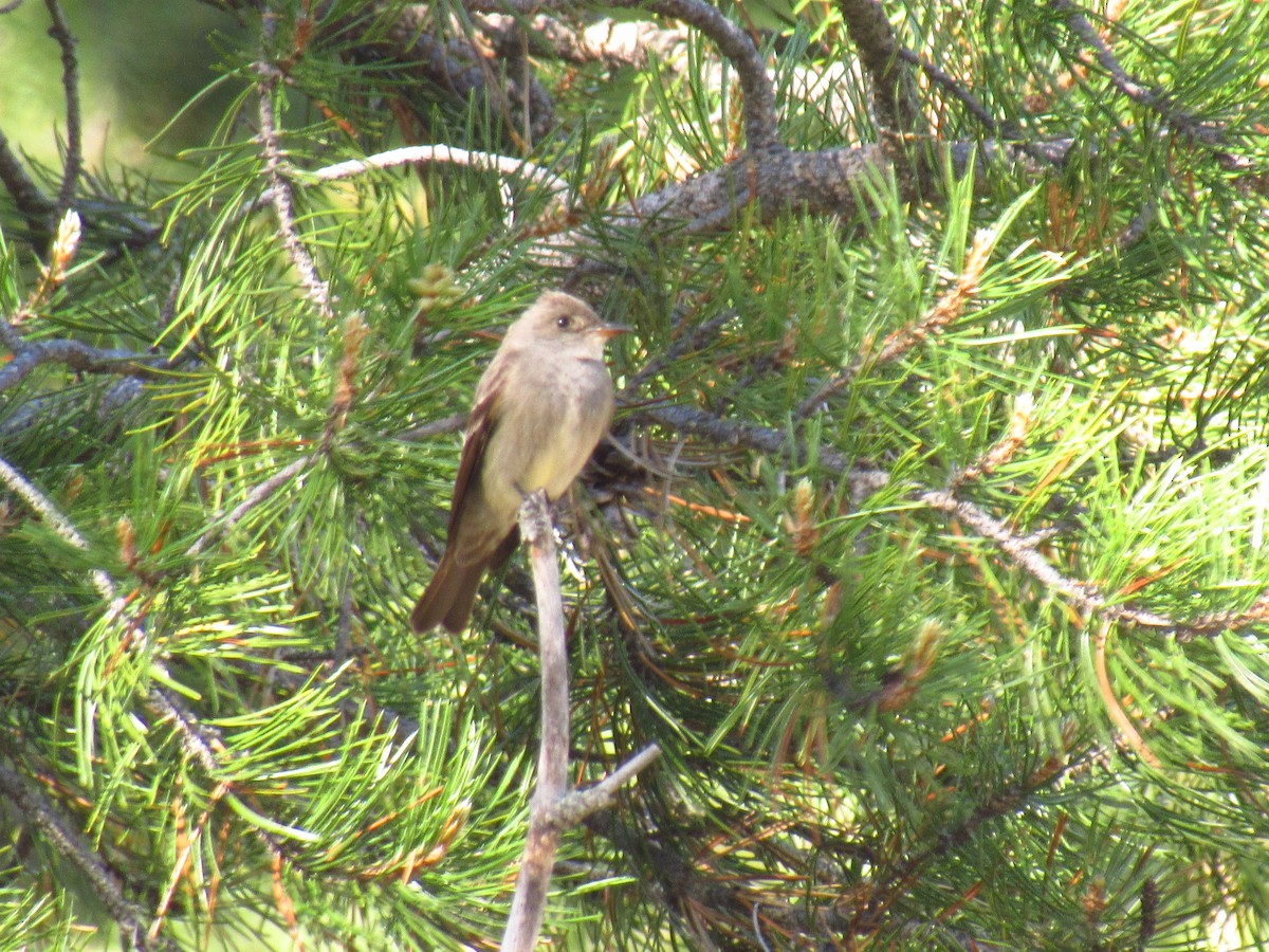 Western Wood-Pewee - ML346014511