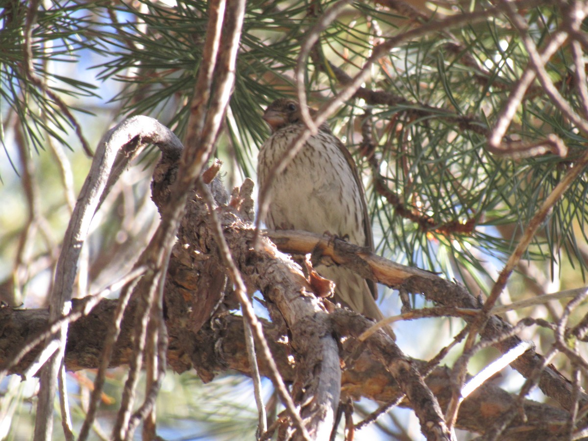 Cassin's Finch - ML346015131