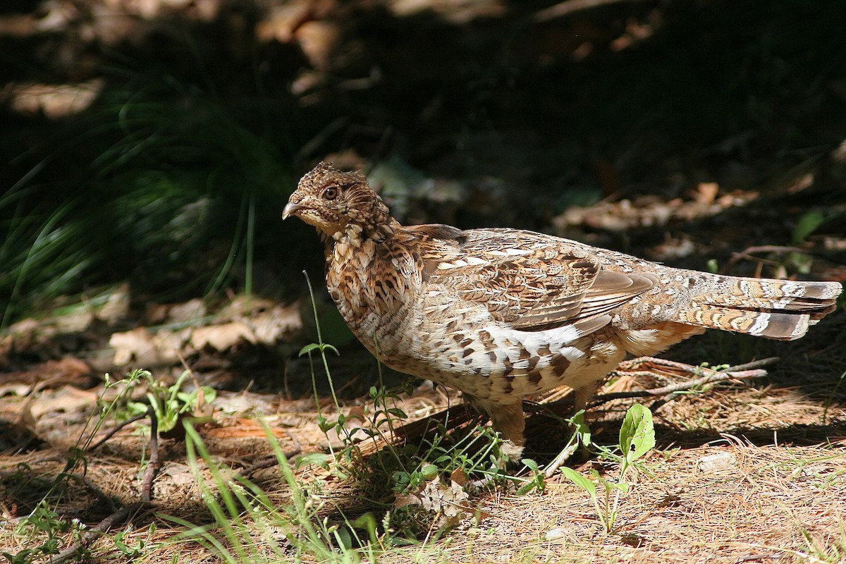 Ruffed Grouse - ML346015461