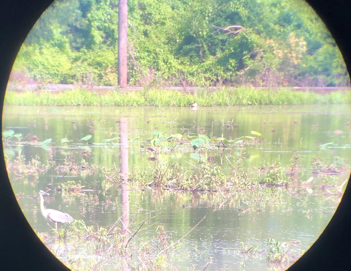 Northern Shoveler - ML346015471