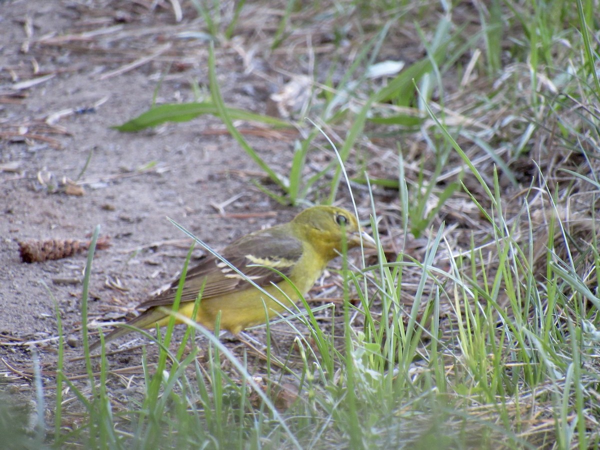 Western Tanager - ML346015721