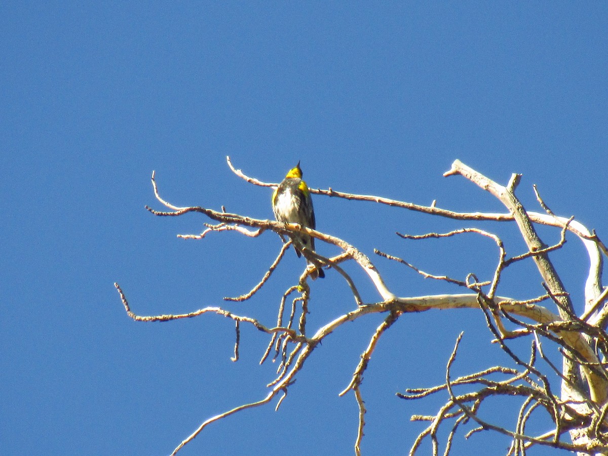 Yellow-rumped Warbler (Audubon's) - ML346016031