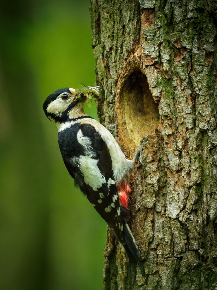 Great Spotted Woodpecker - ML346016211