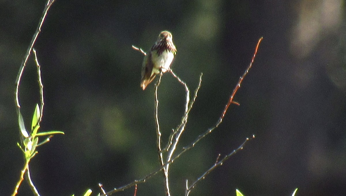 Calliope Hummingbird - ML346016561