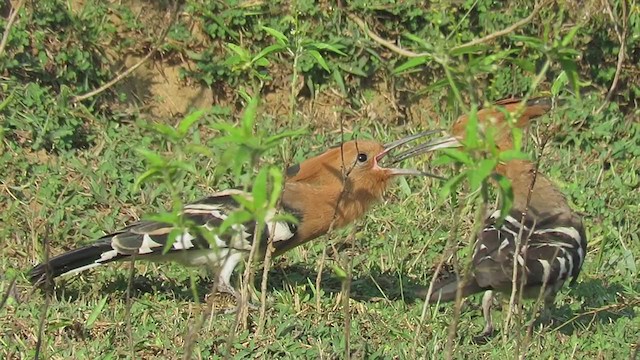 Eurasian Hoopoe - ML346016811