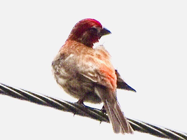 House Finch - ML346023131