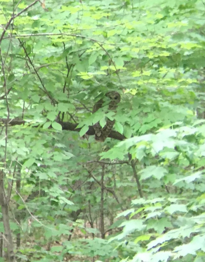 Barred Owl - ML346023961