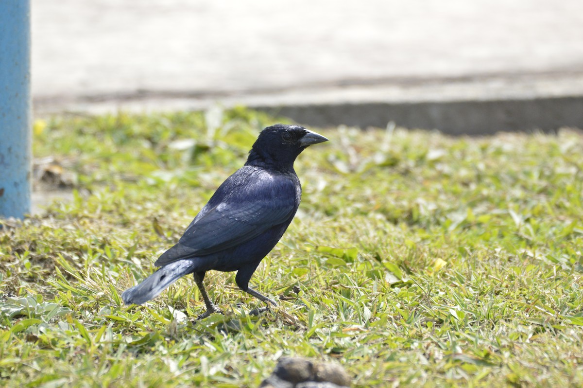 Shiny Cowbird - Maria Fernanda Gauna