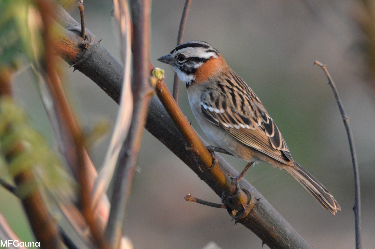 Rufous-collared Sparrow - ML346030401