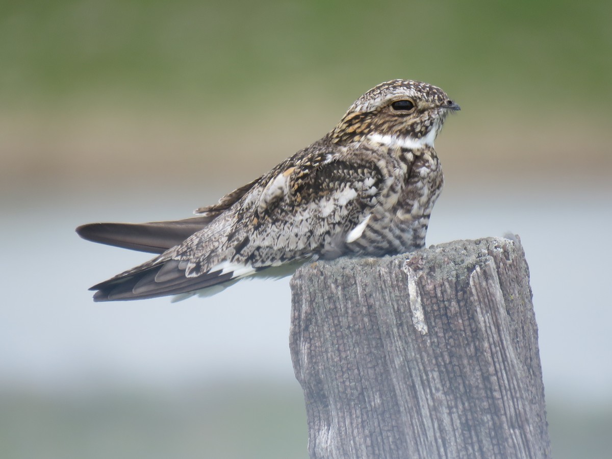 Common Nighthawk - ML346032751