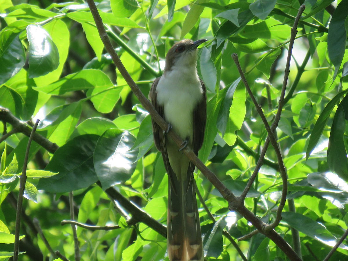 Black-billed Cuckoo - ML346033051