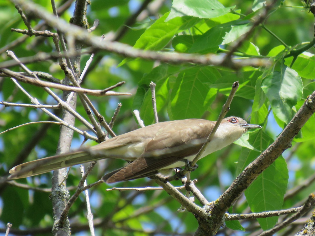 Black-billed Cuckoo - ML346033061