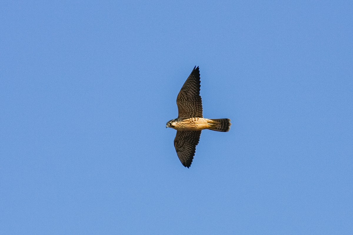 Peregrine Falcon - Peter Kennerley