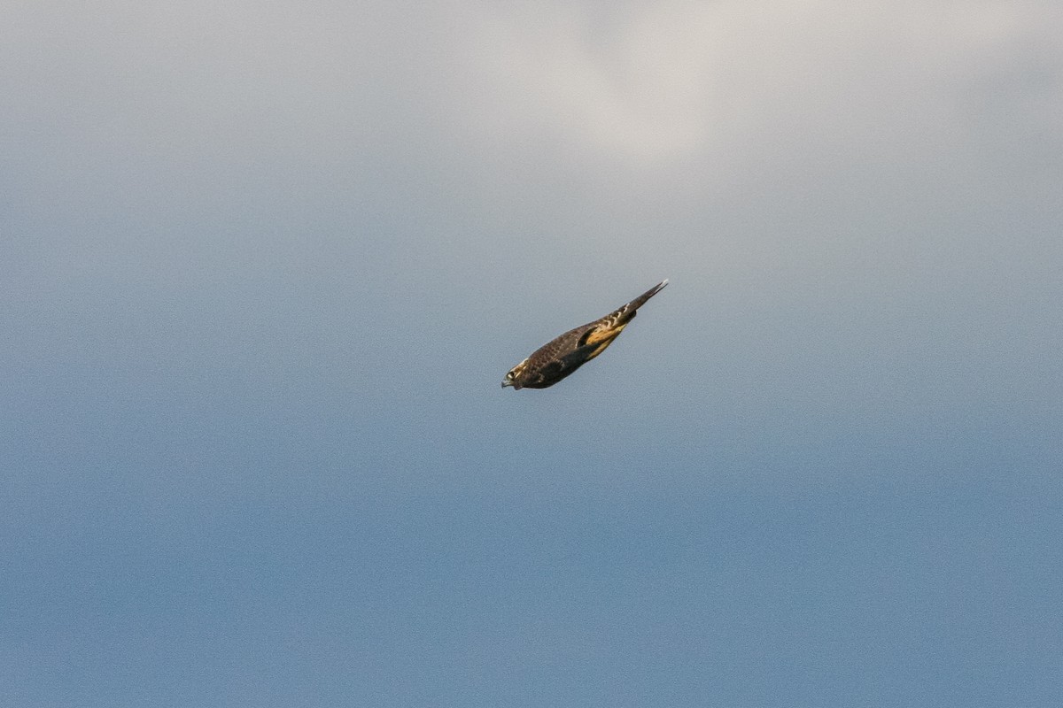 Peregrine Falcon - Peter Kennerley