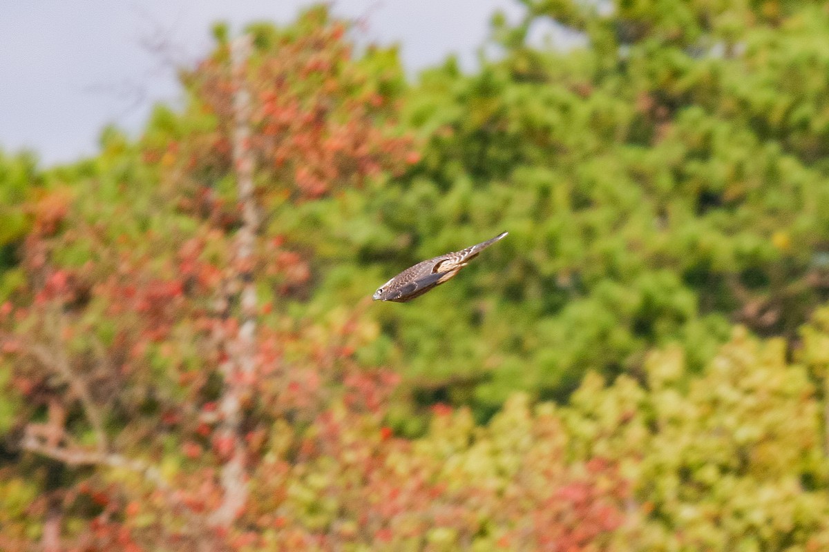 Peregrine Falcon - Peter Kennerley