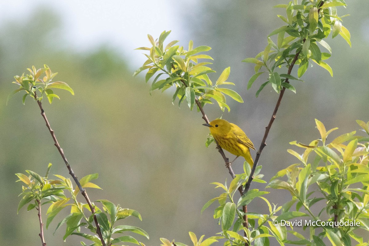 Paruline jaune - ML346035651