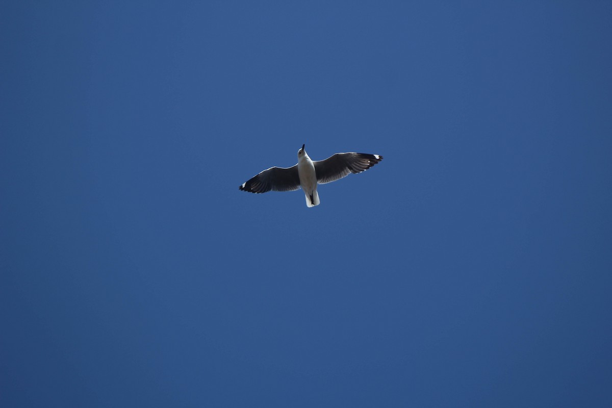 Mouette de Hartlaub - ML346038121