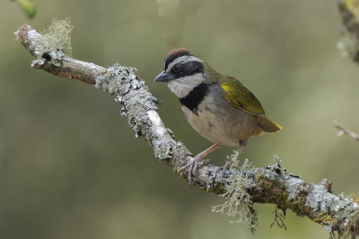 Collared Towhee - Guillermo  Saborío Vega