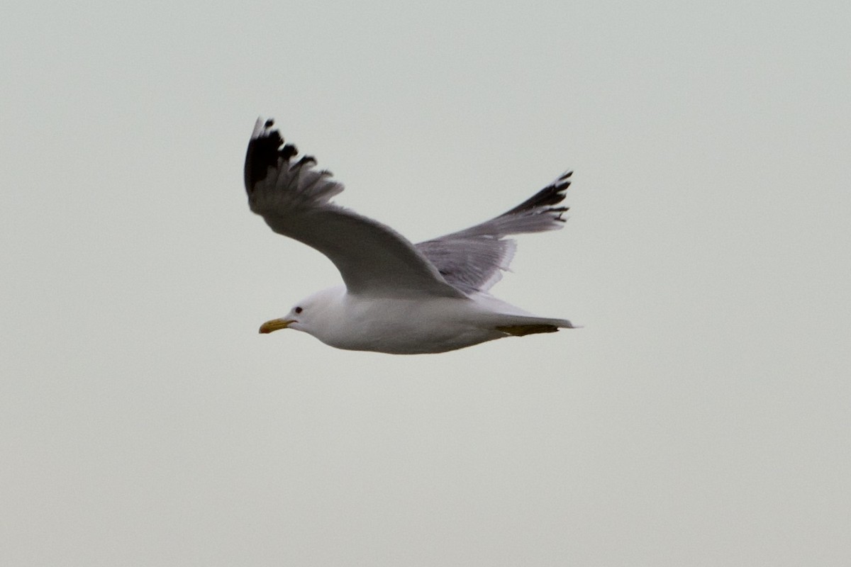 Gaviota Argéntea - ML346040871