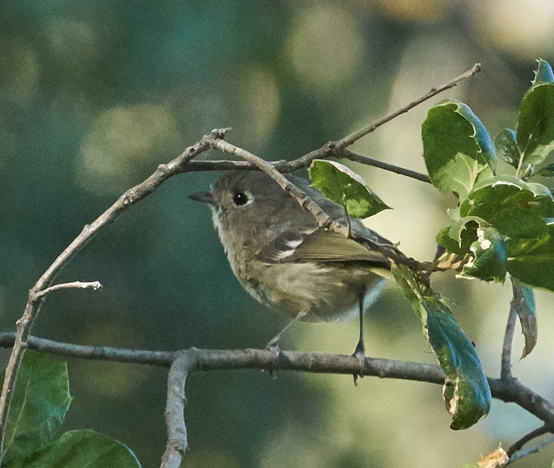 Hutton's Vireo - ML34604301