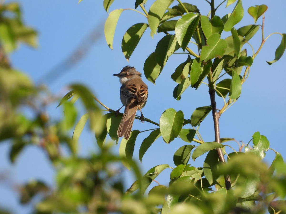 Greater Whitethroat - ML346043741