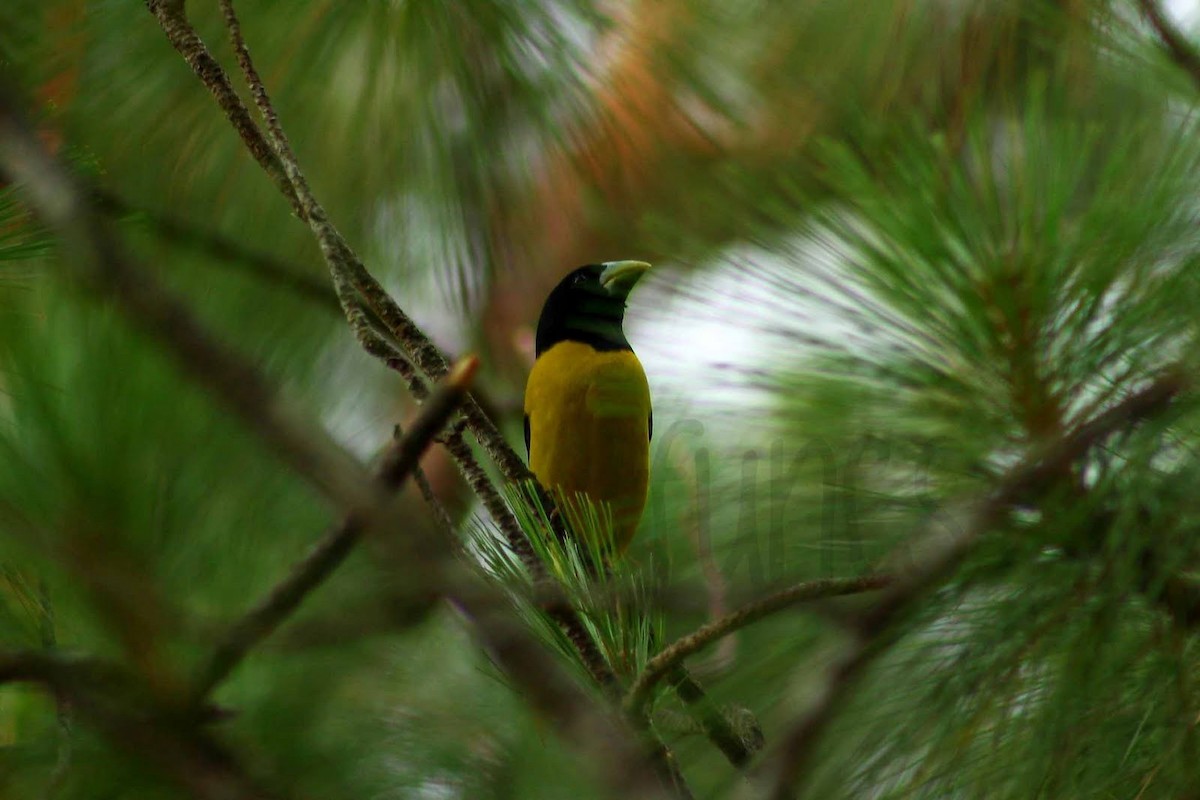 Hooded Grosbeak - ML346043841