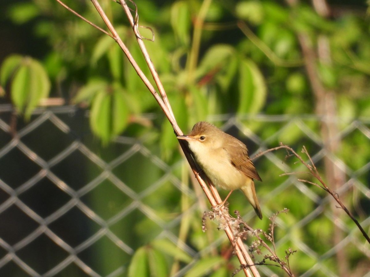 Marsh Warbler - ML346043891