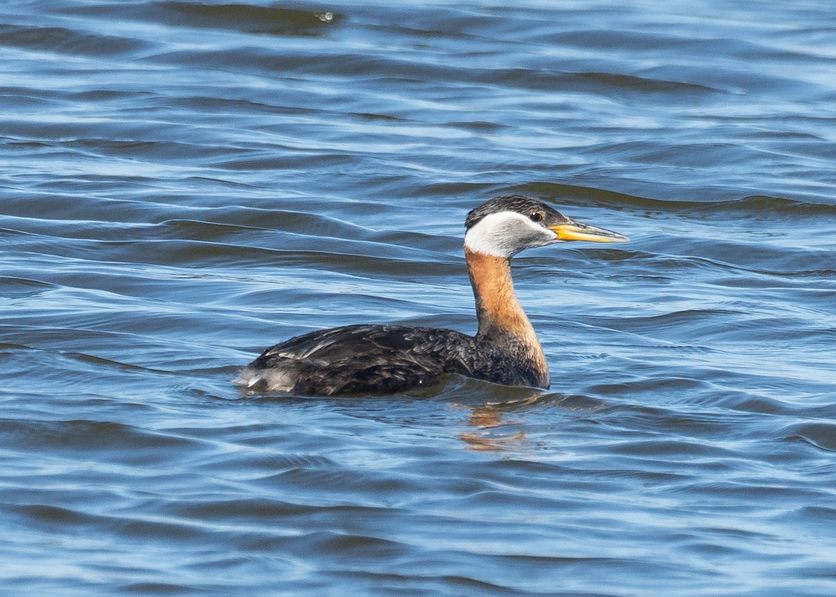 Red-necked Grebe - Patrick Van Thull