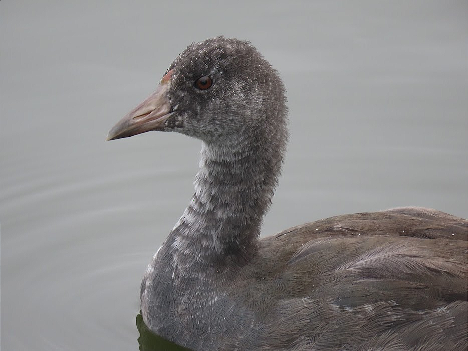 American Coot - ML346048731