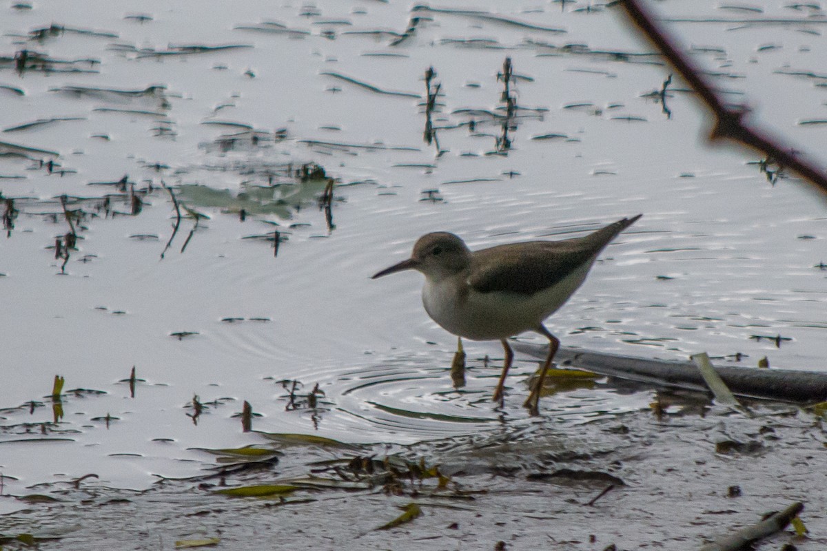 Spotted Sandpiper - ML34604941