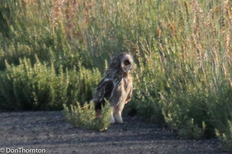 Short-eared Owl - margeNdon thornton