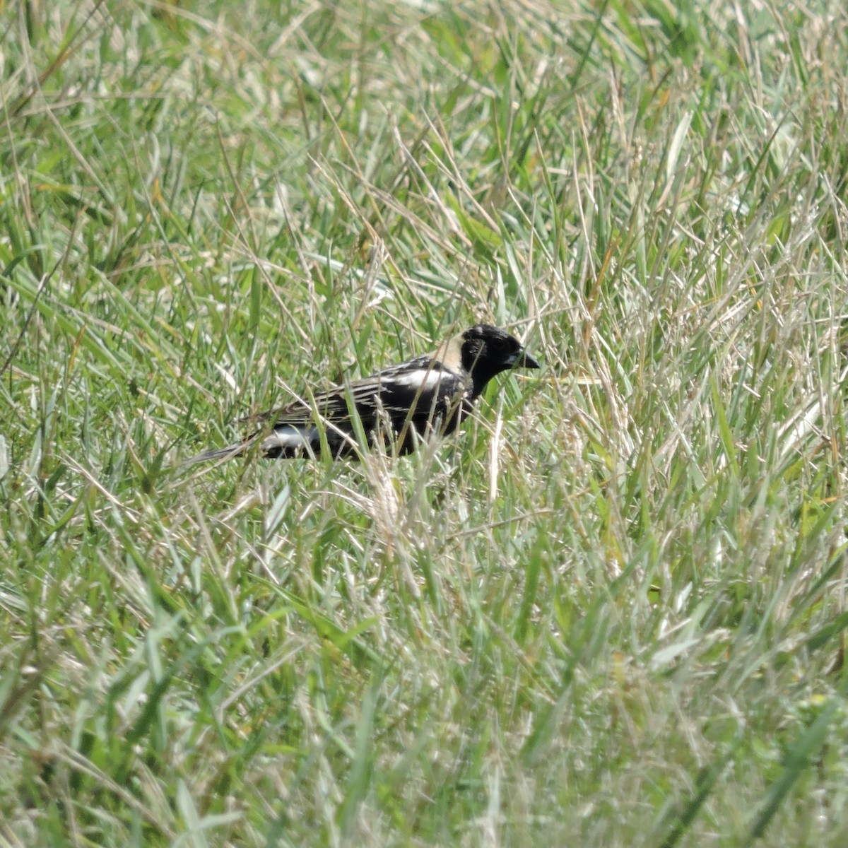 bobolink americký - ML346051221