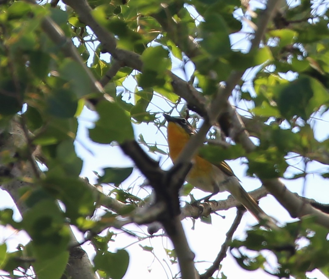 Yellow-breasted Chat - Steven Pitt