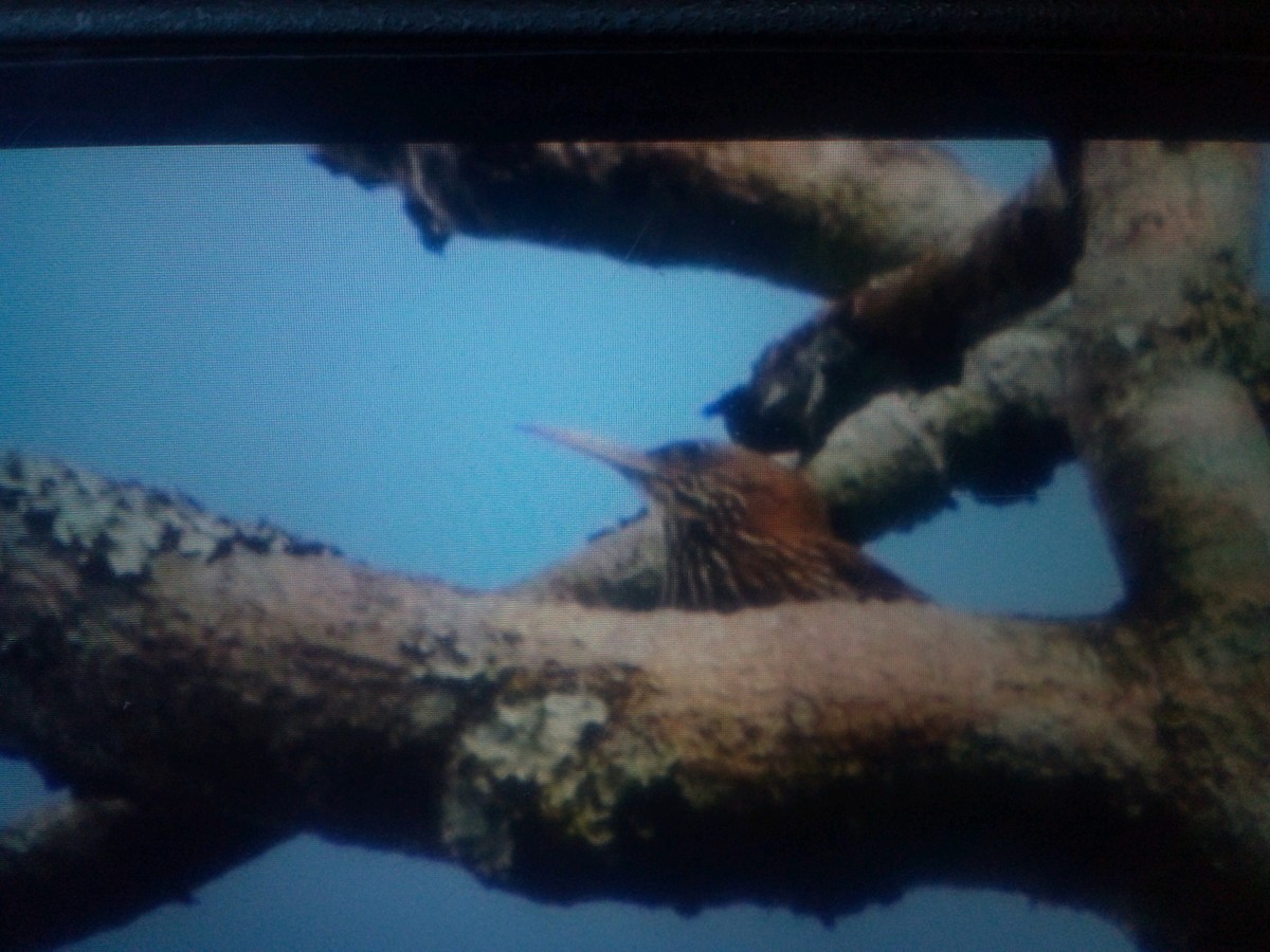 Inambari Woodcreeper - ML346052841