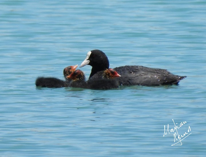 Eurasian Coot - ML346053731