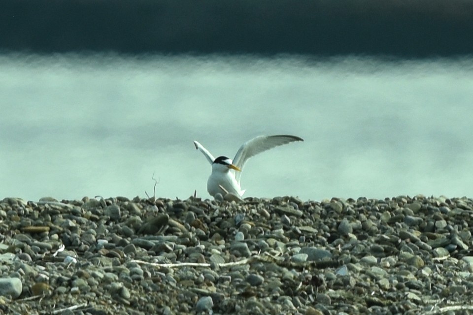 Little Tern - ML346055181