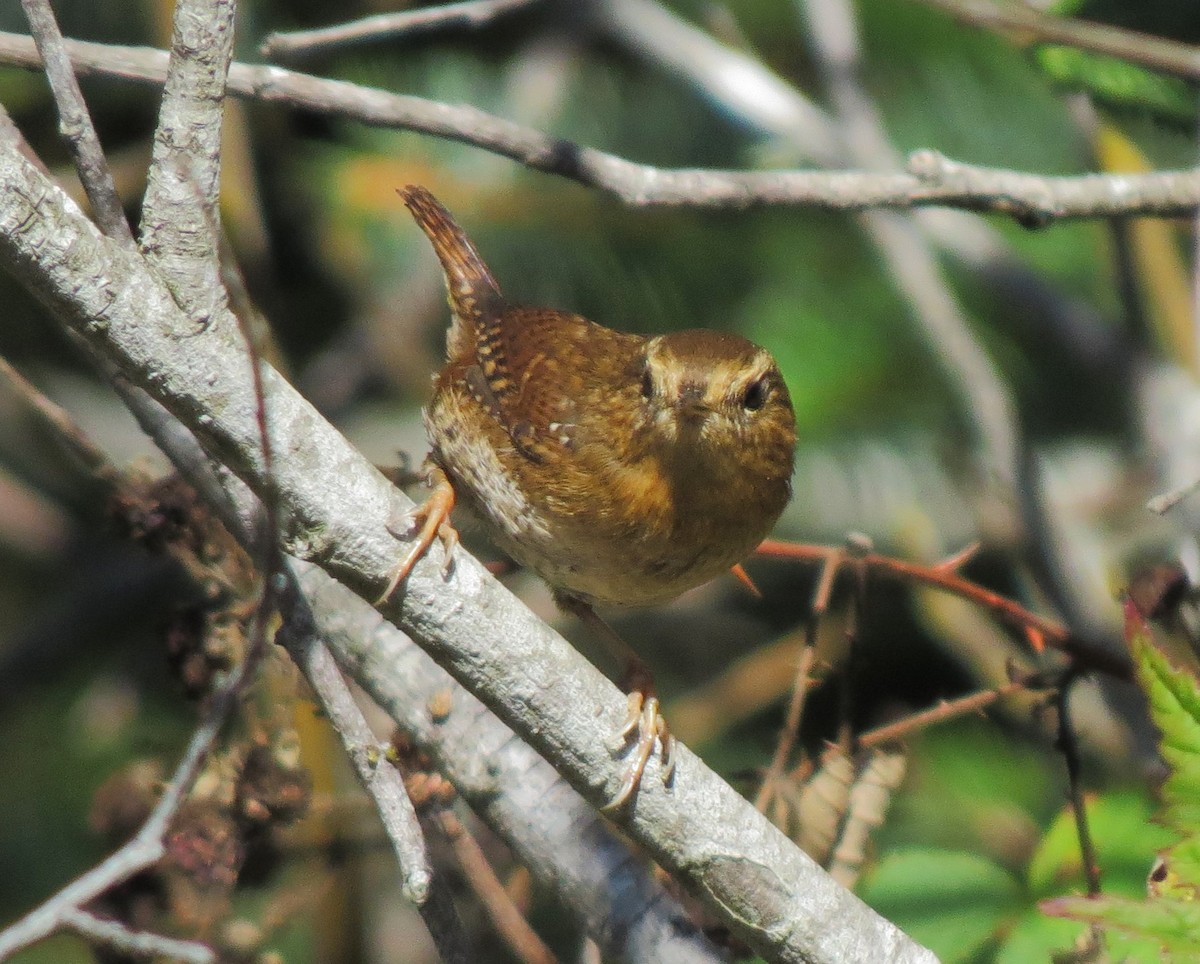 Pacific Wren - Matthew Hunter