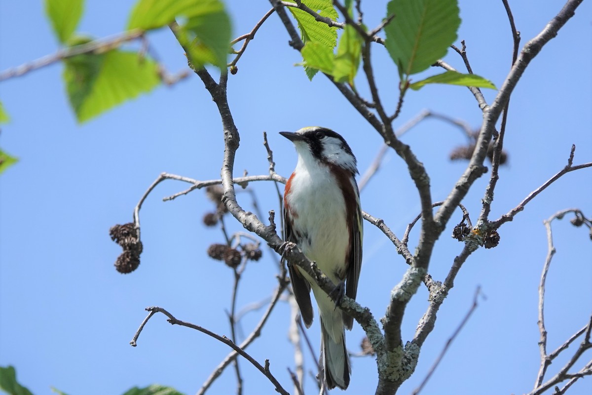 Chestnut-sided Warbler - ML346055541