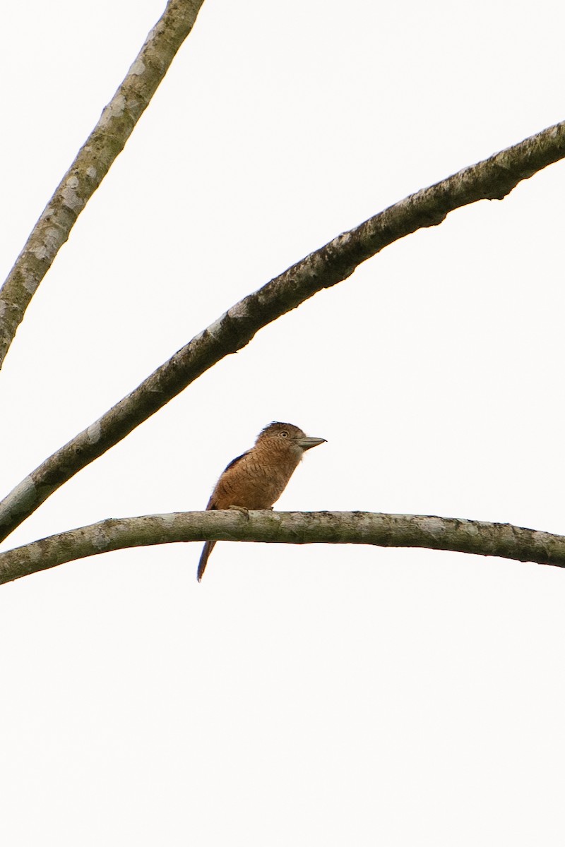 Barred Puffbird - ML346055861