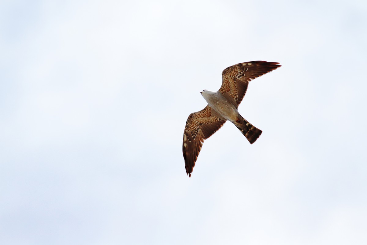 Mississippi Kite - Dan Duso
